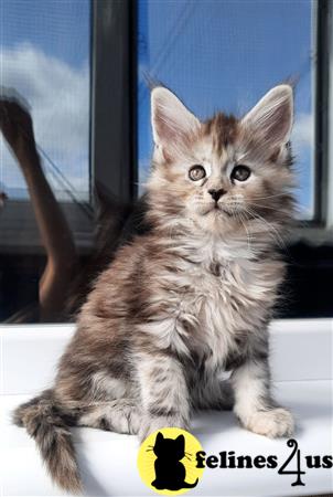 Maine Coon kitten for sale