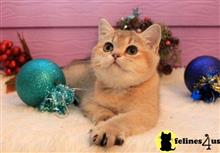 british shorthair kitten posted by ScottishFoldUSA