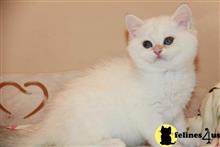 british shorthair kitten posted by ScottishFoldUSA