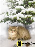british shorthair kitten posted by ScottishFoldUSA