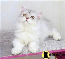 british shorthair kitten posted by ScottishFoldUSA