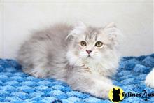 british shorthair kitten posted by ScottishFoldUSA