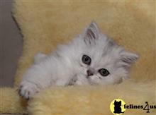 british shorthair kitten posted by ScottishFoldUSA