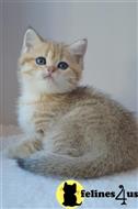 british shorthair kitten posted by ScottishFoldUSA