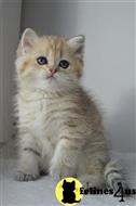 british shorthair kitten posted by ScottishFoldUSA