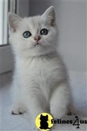 british shorthair kitten posted by ScottishFoldUSA