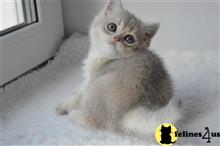 british shorthair kitten posted by ScottishFoldUSA