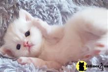 british shorthair kitten posted by ScottishFoldUSA