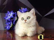 british shorthair kitten posted by ScottishFoldUSA