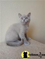 british shorthair kitten posted by ScottishFoldUSA