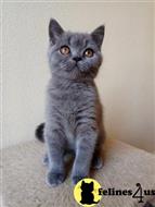 british shorthair kitten posted by ScottishFoldUSA