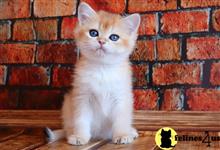 british shorthair kitten posted by ScottishFoldUSA