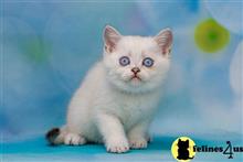 british shorthair kitten posted by ScottishFoldUSA