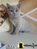 british shorthair kitten posted by ScottishFoldUSA