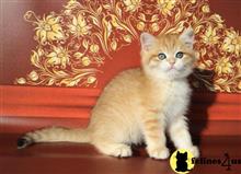 british shorthair kitten posted by ScottishFoldUSA