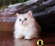 british shorthair kitten posted by ScottishFoldUSA