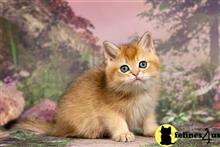 british shorthair kitten posted by ScottishFoldUSA