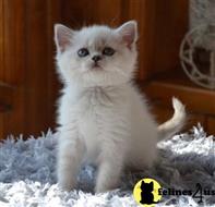 british shorthair kitten posted by ScottishFoldUSA