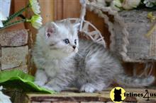 british shorthair kitten posted by ScottishFoldUSA
