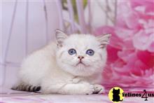 british shorthair kitten posted by ScottishFoldUSA