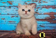 british shorthair kitten posted by ScottishFoldUSA
