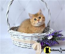british shorthair kitten posted by ScottishFoldUSA