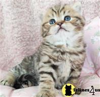 british shorthair kitten posted by ScottishFoldUSA