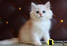 british shorthair kitten posted by ScottishFoldUSA