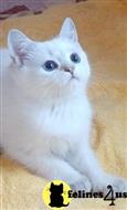 british shorthair kitten posted by ScottishFoldUSA