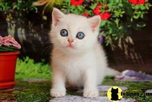 british shorthair kitten posted by ScottishFoldUSA