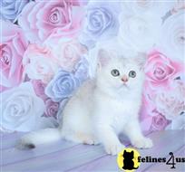 british shorthair kitten posted by ScottishFoldUSA