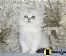 british shorthair kitten posted by ScottishFoldUSA