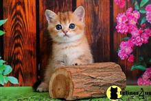 british shorthair kitten posted by ScottishFoldUSA