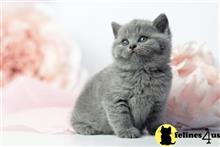 british shorthair kitten posted by ScottishFoldUSA
