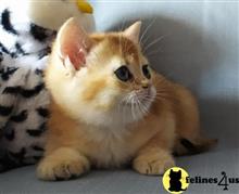 british shorthair kitten posted by ScottishFoldUSA