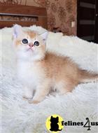 british shorthair kitten posted by ScottishFoldUSA