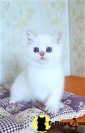 british shorthair kitten posted by ScottishFoldUSA