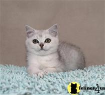 british shorthair kitten posted by ScottishFoldUSA