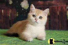 british shorthair kitten posted by ScottishFoldUSA