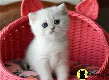 british shorthair kitten posted by ScottishFoldUSA