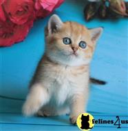 british shorthair kitten posted by ScottishFoldUSA
