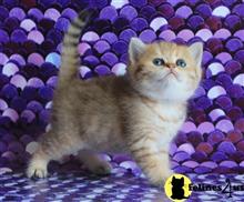 british shorthair kitten posted by ScottishFoldUSA