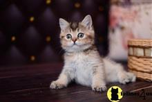 british shorthair kitten posted by ScottishFoldUSA