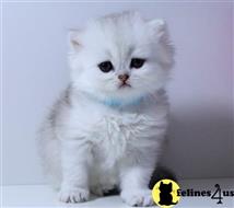 british shorthair kitten posted by ScottishFoldUSA