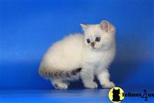 british shorthair kitten posted by ScottishFoldUSA