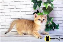 british shorthair kitten posted by ScottishFoldUSA