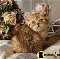 british shorthair kitten posted by ScottishFoldUSA