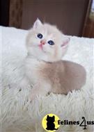 british shorthair kitten posted by ScottishFoldUSA