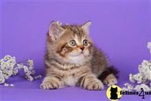 british shorthair kitten posted by ScottishFoldUSA