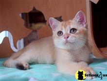 british shorthair kitten posted by ScottishFoldUSA